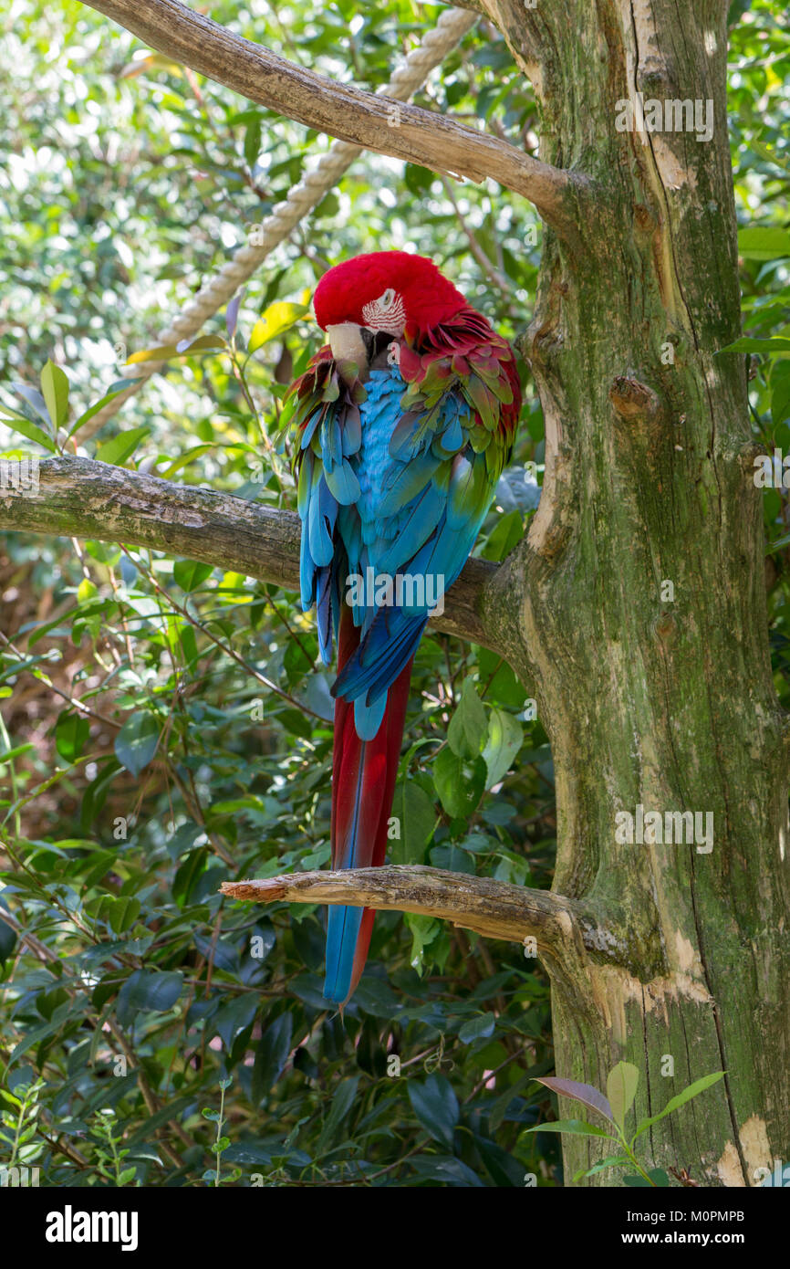 Un verde-winged macaw in Salisbury Zoological Park, Salisbury, Maryland, Stati Uniti. Foto Stock