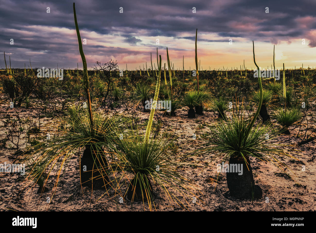 Alberi di erba (Xanthorrhoea o WA Nero ragazzi) in Cape arido National Park, Australia occidentale Foto Stock