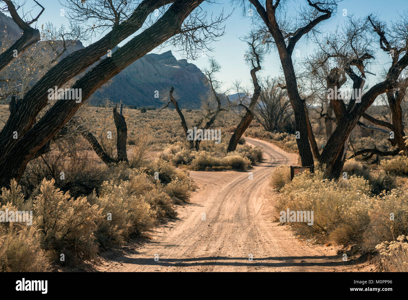 Blanding, Utah - Lavaggio a pettine in strada porta le orecchie del monumento nazionale, a 1,35 milioni di acri di New Scenic 5 posti e la storica regione nel sudest dell'Utah. Il national mon Foto Stock