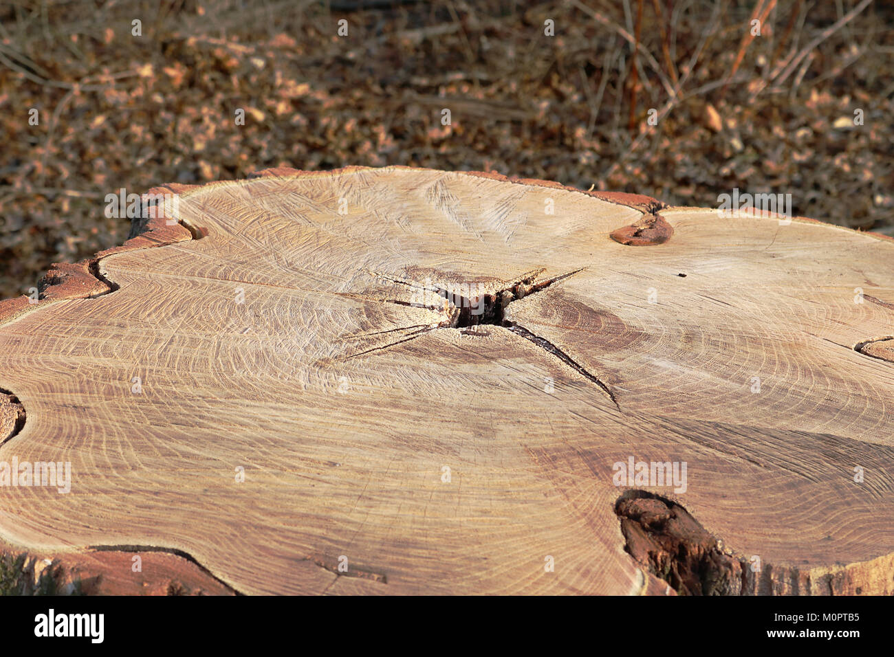 Sezione di alberi di legno tagliato Foto Stock