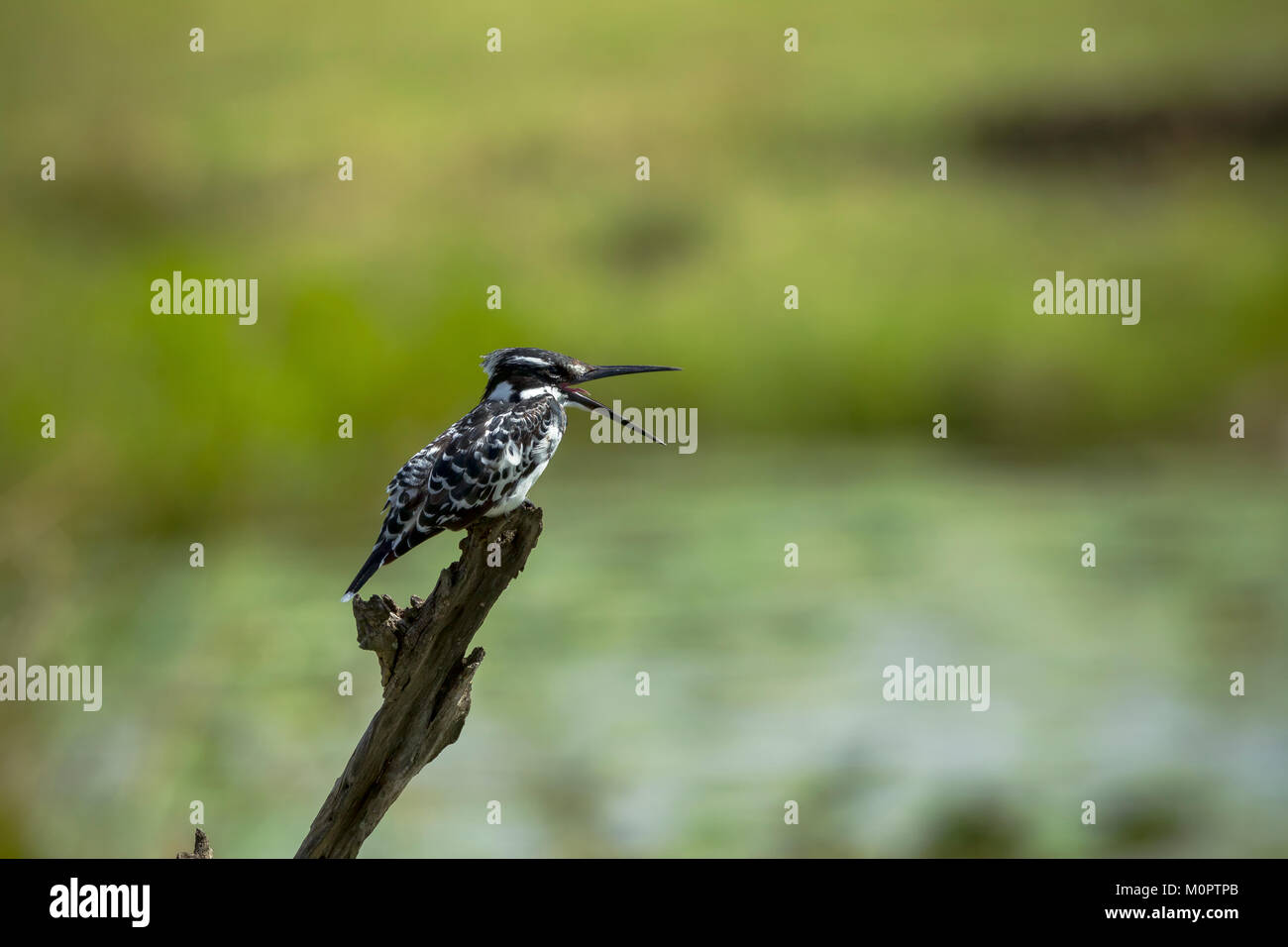 Pied kingfisher (Ceryle rudis) arroccato su un moncone nella Riserva Nazionale di Masai Mara, Kenya Foto Stock