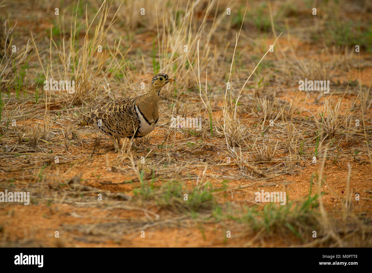 Di castagno Sandgrouse panciuto (Pterocles exustus) sulla savana in Samburu riserva nazionale, Kenya Foto Stock