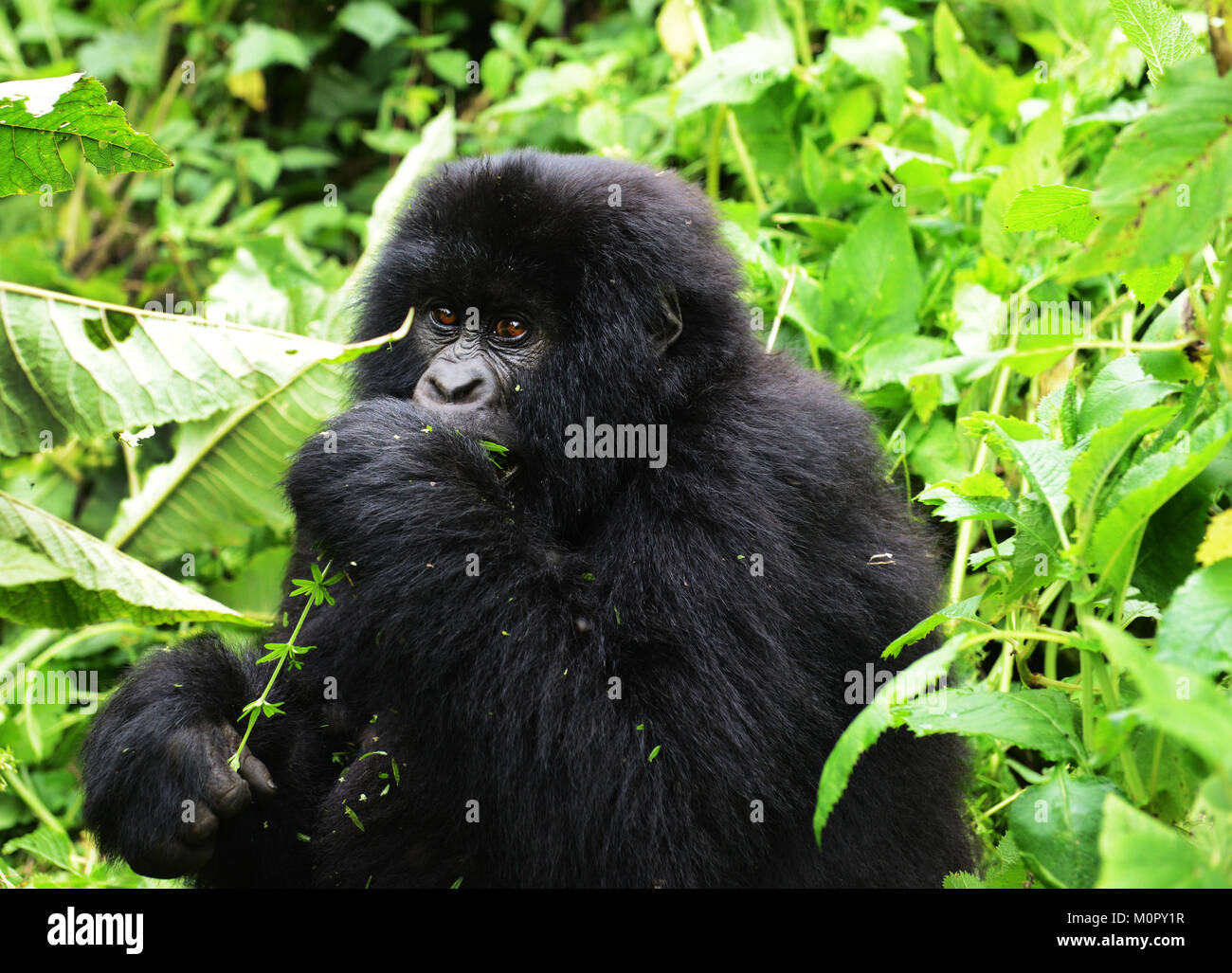 Un gorilla di montagna nel parco nazionale di Virunga, l est della Repubblica Democratica del Congo. Foto Stock