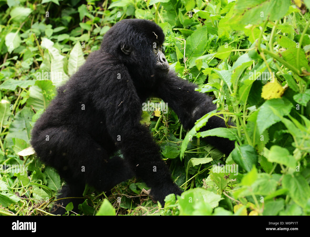 Un gorilla di montagna nel parco nazionale di Virunga, l est della Repubblica Democratica del Congo. Foto Stock
