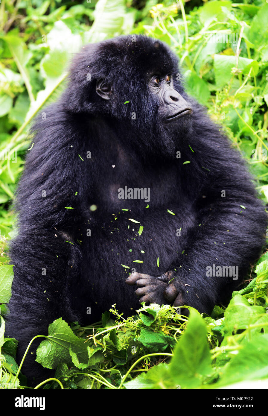 Un gorilla di montagna nel parco nazionale di Virunga, l est della Repubblica Democratica del Congo. Foto Stock