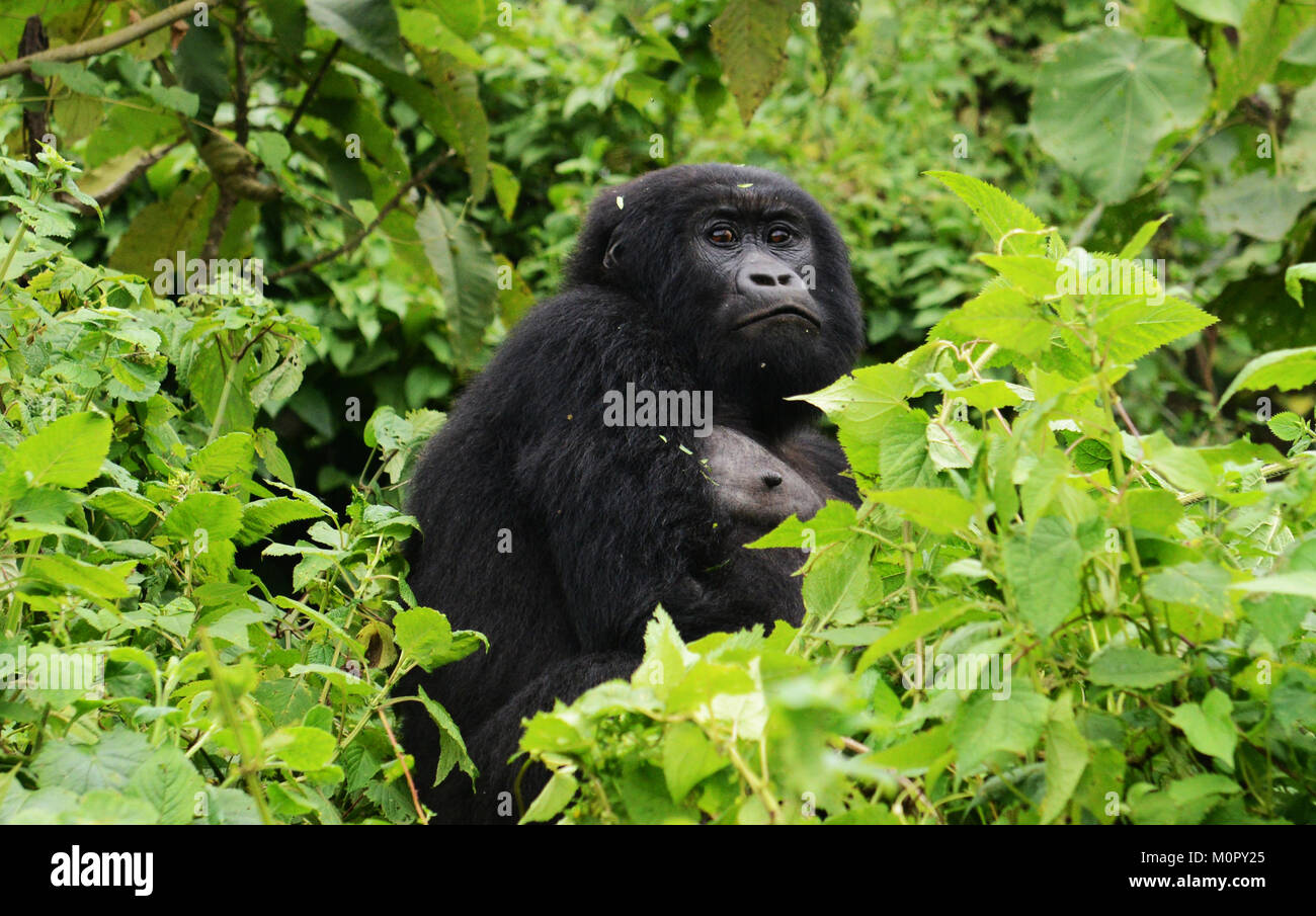 Un gorilla di montagna nel parco nazionale di Virunga, l est della Repubblica Democratica del Congo. Foto Stock