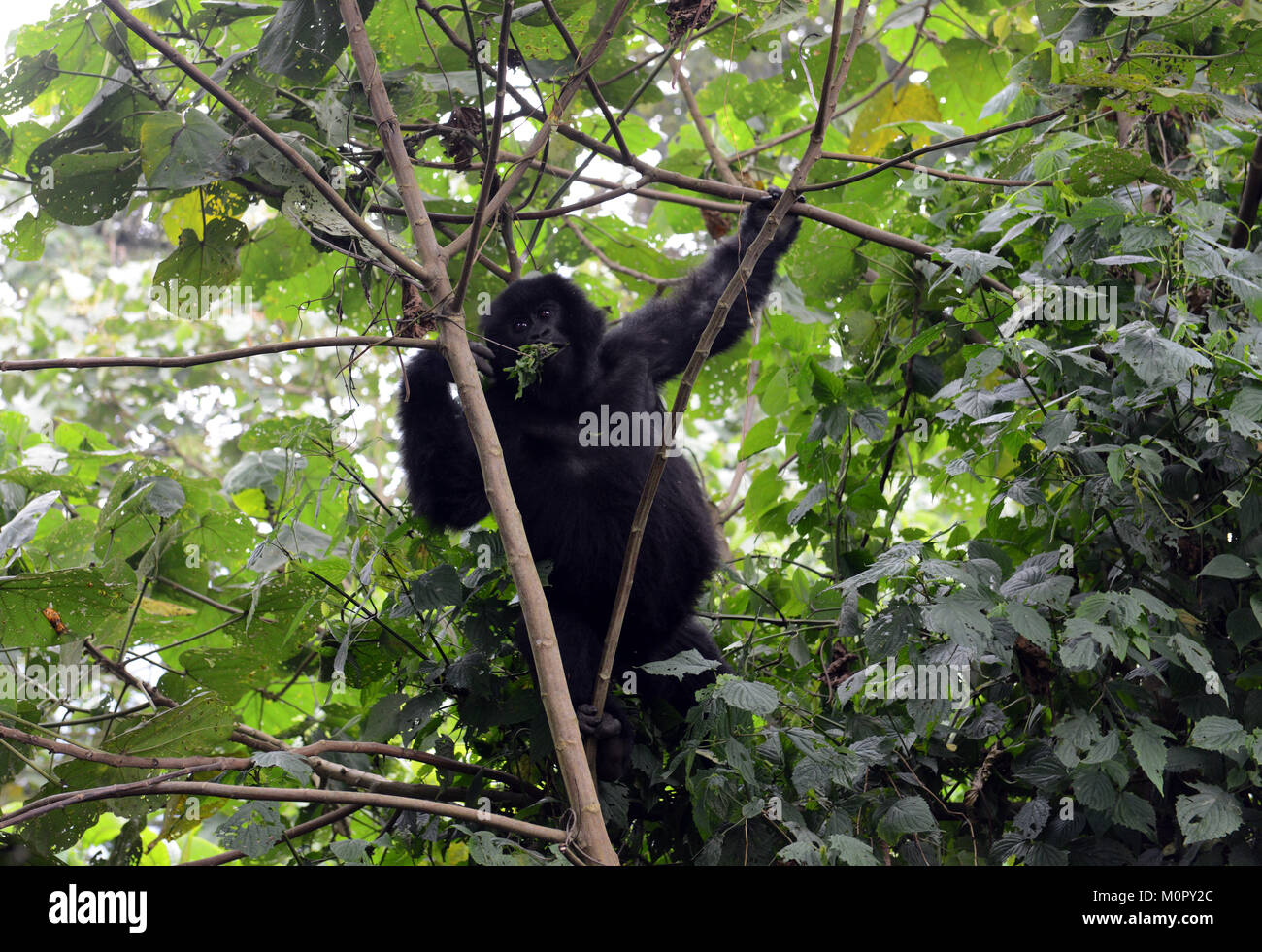 Un gorilla di montagna nel parco nazionale di Virunga, l est della Repubblica Democratica del Congo. Foto Stock