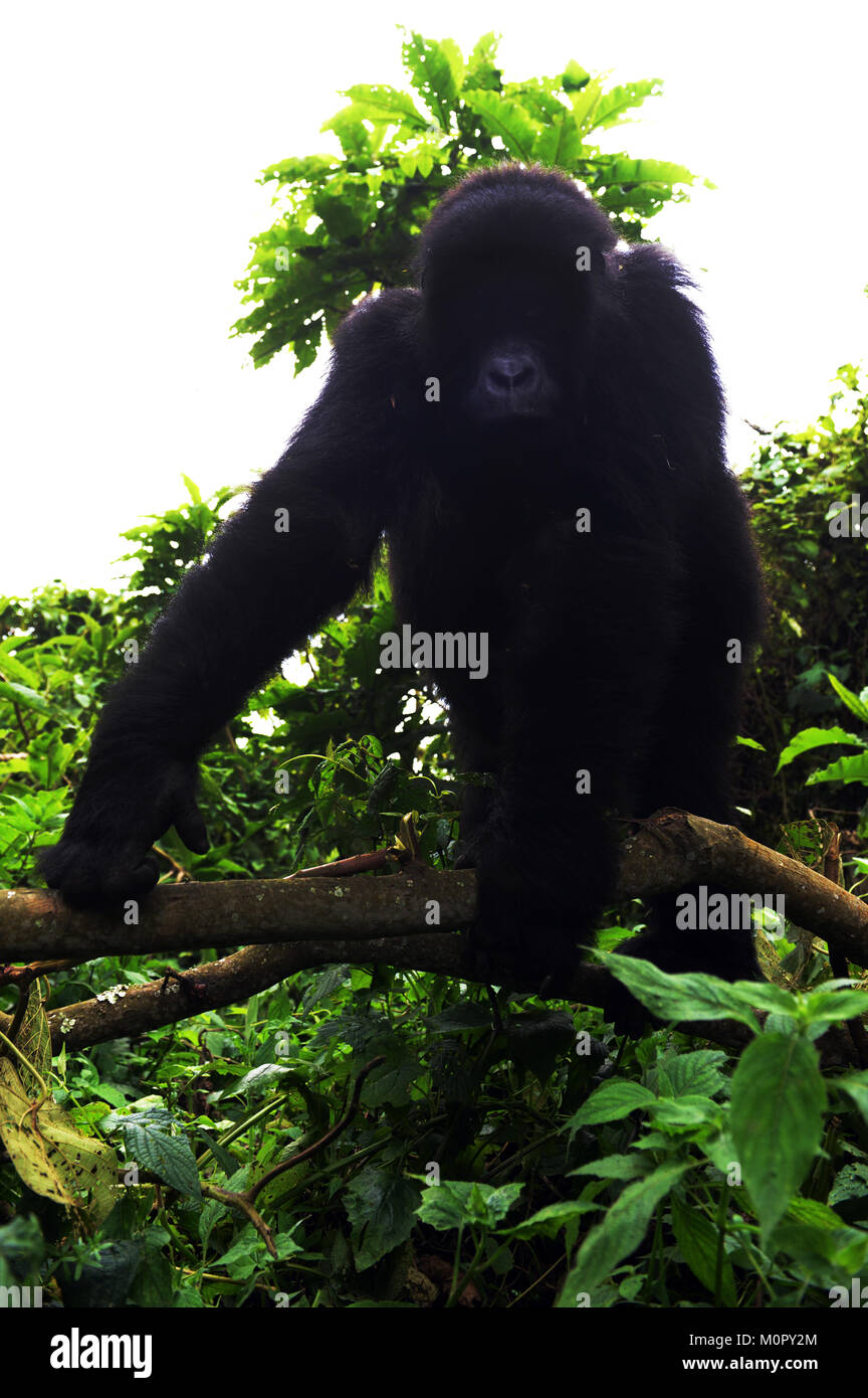 Un gorilla di montagna nel parco nazionale di Virunga, l est della Repubblica Democratica del Congo. Foto Stock