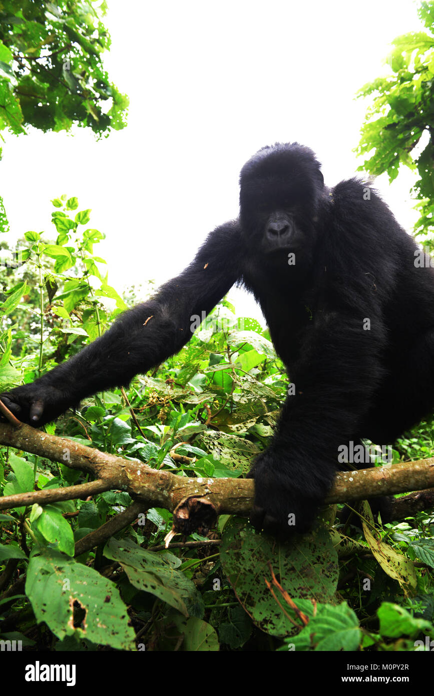 Un gorilla di montagna nel parco nazionale di Virunga, l est della Repubblica Democratica del Congo. Foto Stock