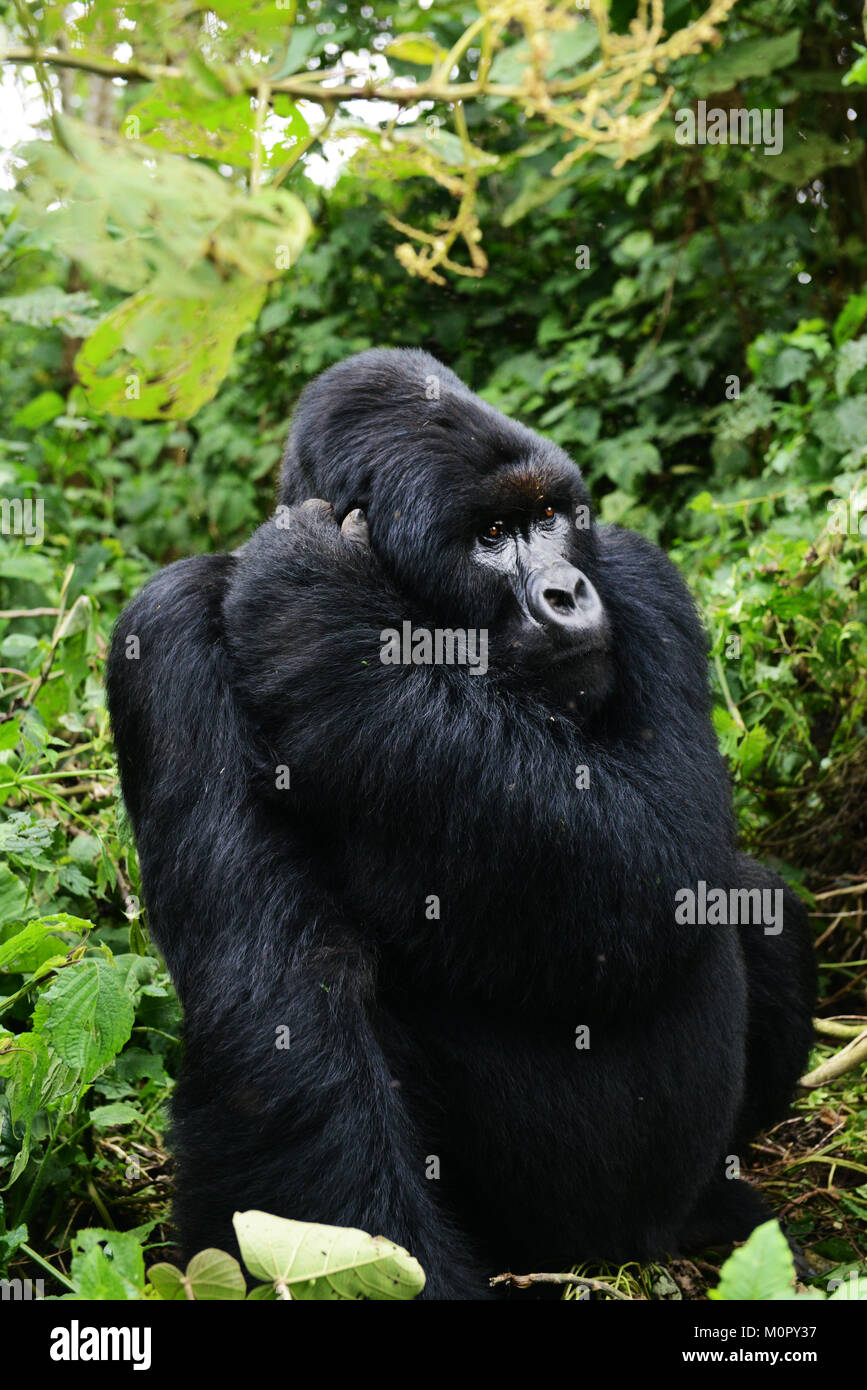 Un gorilla di montagna nel parco nazionale di Virunga, l est della Repubblica Democratica del Congo. Foto Stock