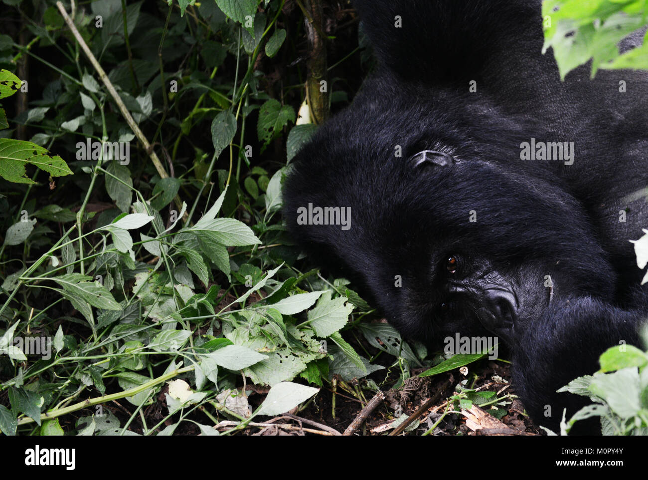 Un gorilla di montagna nel parco nazionale di Virunga, l est della Repubblica Democratica del Congo. Foto Stock