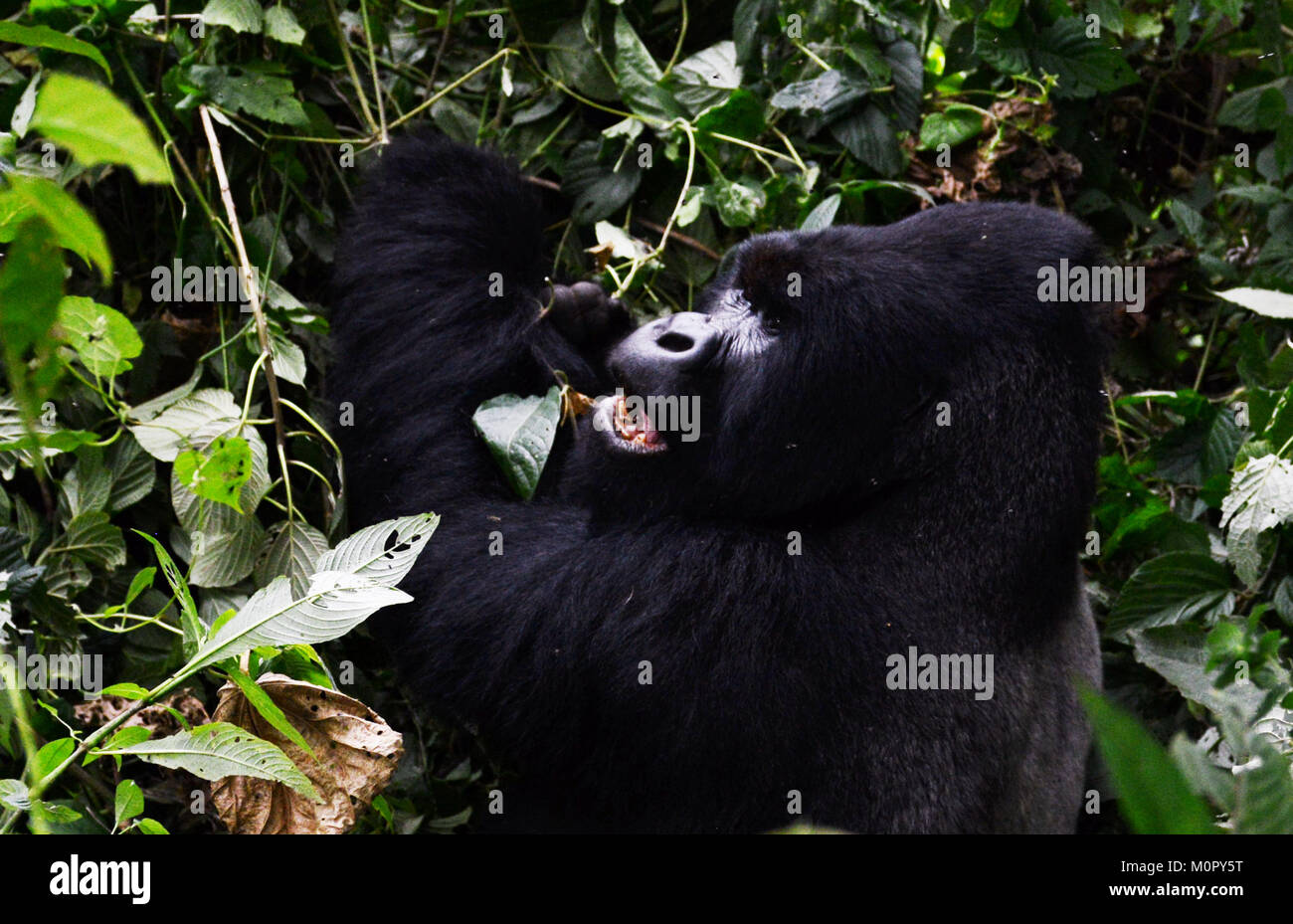 Un gorilla di montagna nel parco nazionale di Virunga, l est della Repubblica Democratica del Congo. Foto Stock