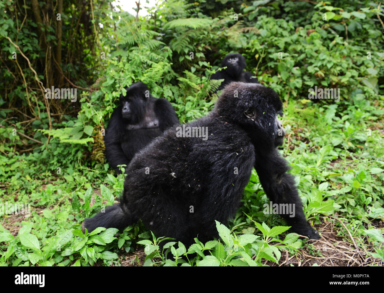 Un gorilla di montagna nel parco nazionale di Virunga, l est della Repubblica Democratica del Congo. Foto Stock