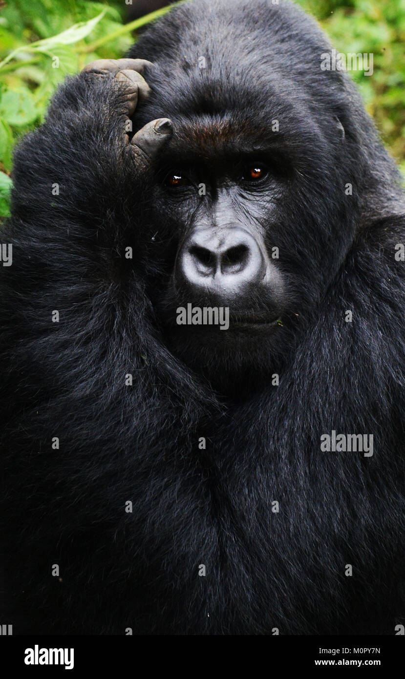 Un gorilla di montagna nel parco nazionale di Virunga, l est della Repubblica Democratica del Congo. Foto Stock