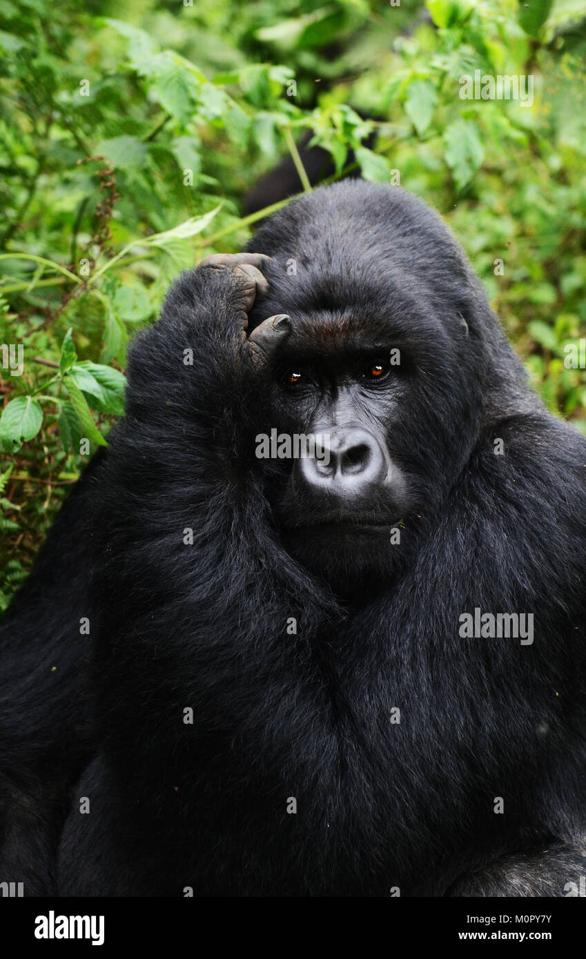 Un gorilla di montagna nel parco nazionale di Virunga, l est della Repubblica Democratica del Congo. Foto Stock