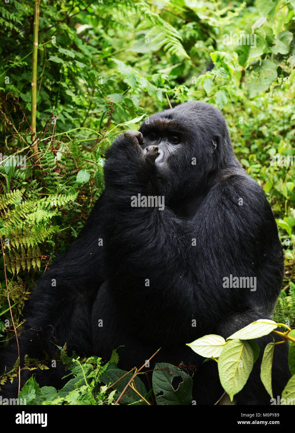 Un gorilla di montagna nel parco nazionale di Virunga, l est della Repubblica Democratica del Congo. Foto Stock