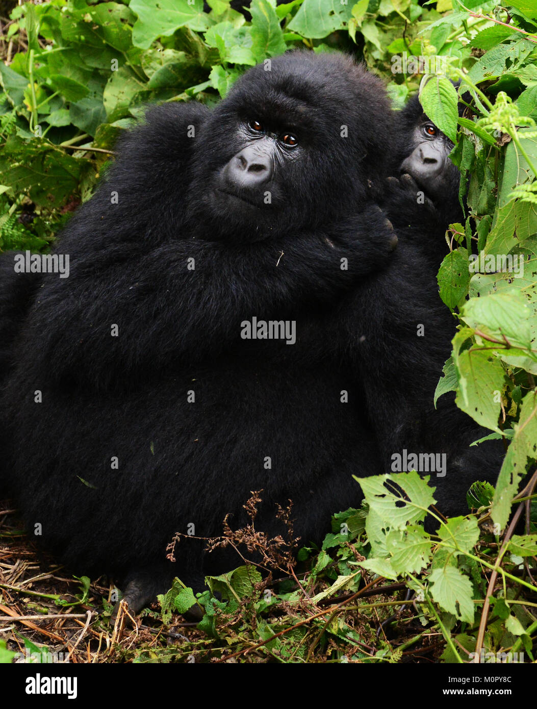 Un gorilla di montagna nel parco nazionale di Virunga, l est della Repubblica Democratica del Congo. Foto Stock