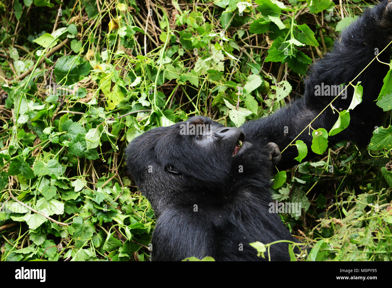 Un gorilla di montagna nel parco nazionale di Virunga, l est della Repubblica Democratica del Congo. Foto Stock