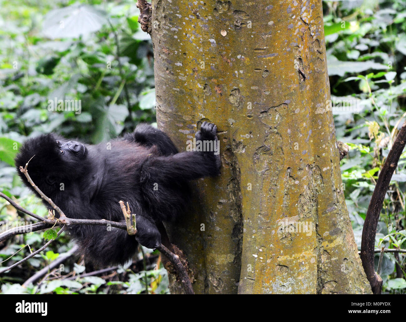 Un gorilla di orfano all'Senkwekwe Gorilla di Montagna Center Foto Stock