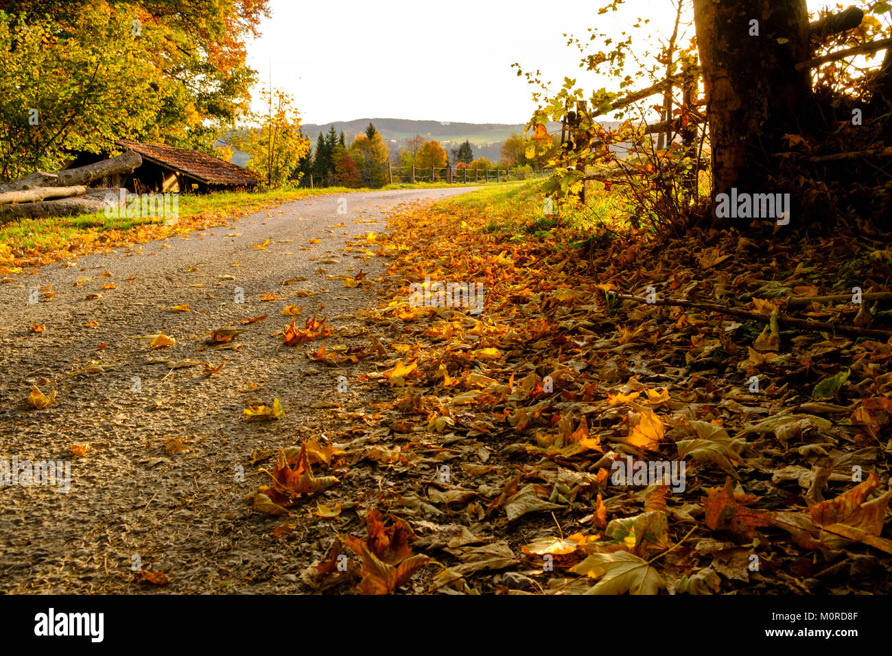 Weg mit Herbstlaub Bei Sonnenaufgang am Taubenberg bei Miesbach, Oberbayern, Bayern, Deutschland Foto Stock