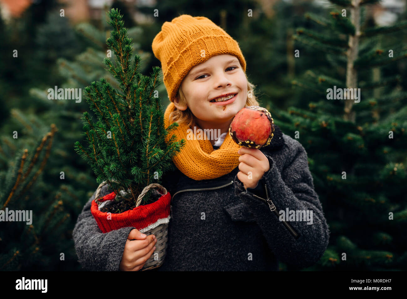 Tannenbaum, Weihnachtsbaumplantage, Sachsen, Deutschland, weihnachten, WEIHNACHTSBAUM, Liebesapfel, Schokoapfel Foto Stock
