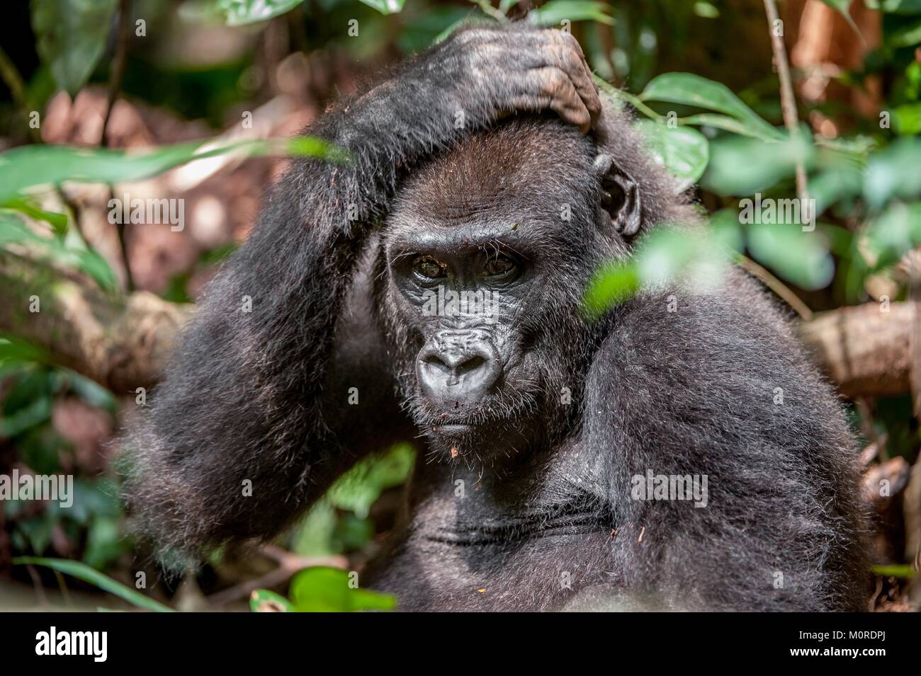Ritratto di una pianura occidentale (gorilla Gorilla gorilla gorilla) chiudere fino a breve distanza. femmina adulta di un gorilla in un habitat naturale. Giungla Foto Stock