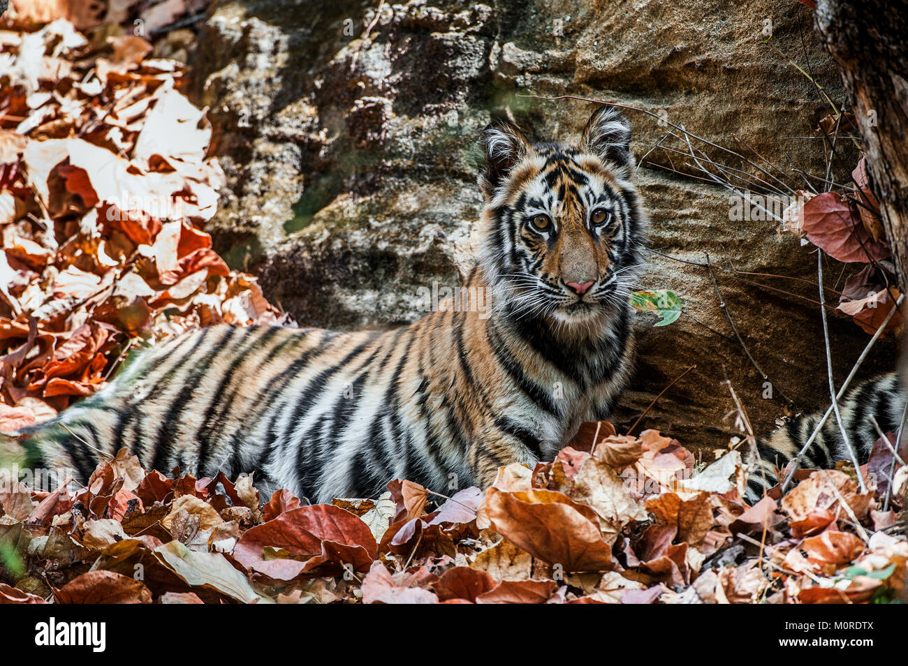 Giovani tigre del Bengala in habitat naturali. Il Bengala (Indiana) tiger Panthera tigris tigris. Parco nazionale di India Foto Stock