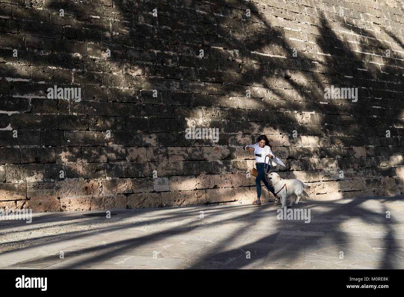 Piuttosto alla moda ragazza e Golden cane che corre insieme sotto le palme di ombre in estate. Foto Stock