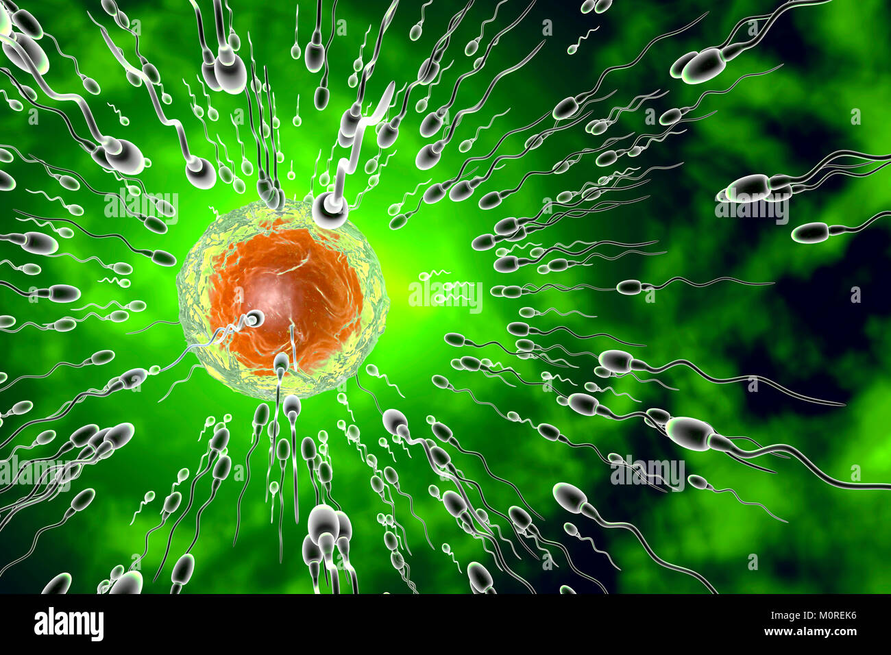 Inseminazione, rendering 3D Foto Stock