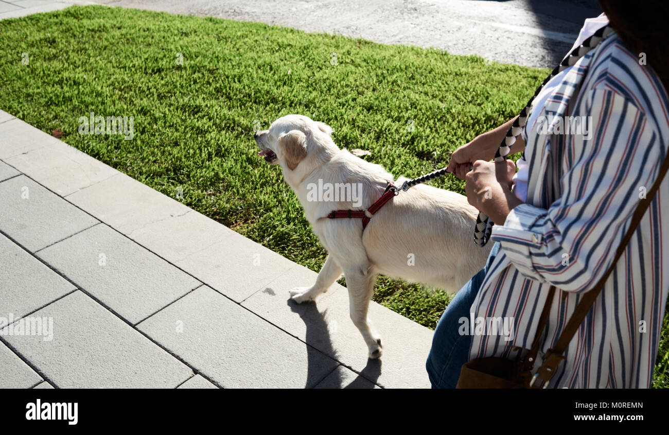 Ragazza giovane e Golden cane di andare a fare una passeggiata in strada, cinghietto stretto. Foto Stock