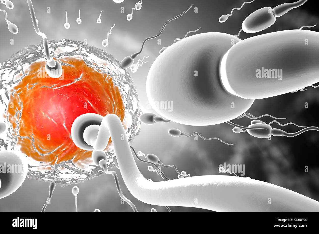 3D reso illustrazione, visualizzazione di cellule spermatiche racing ad un uovo per concimare Foto Stock