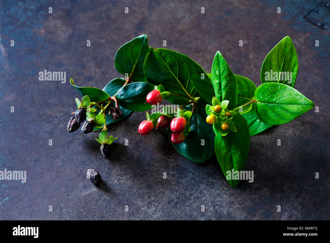 Erba di San Giovanni con dei boccioli e frutti Foto Stock