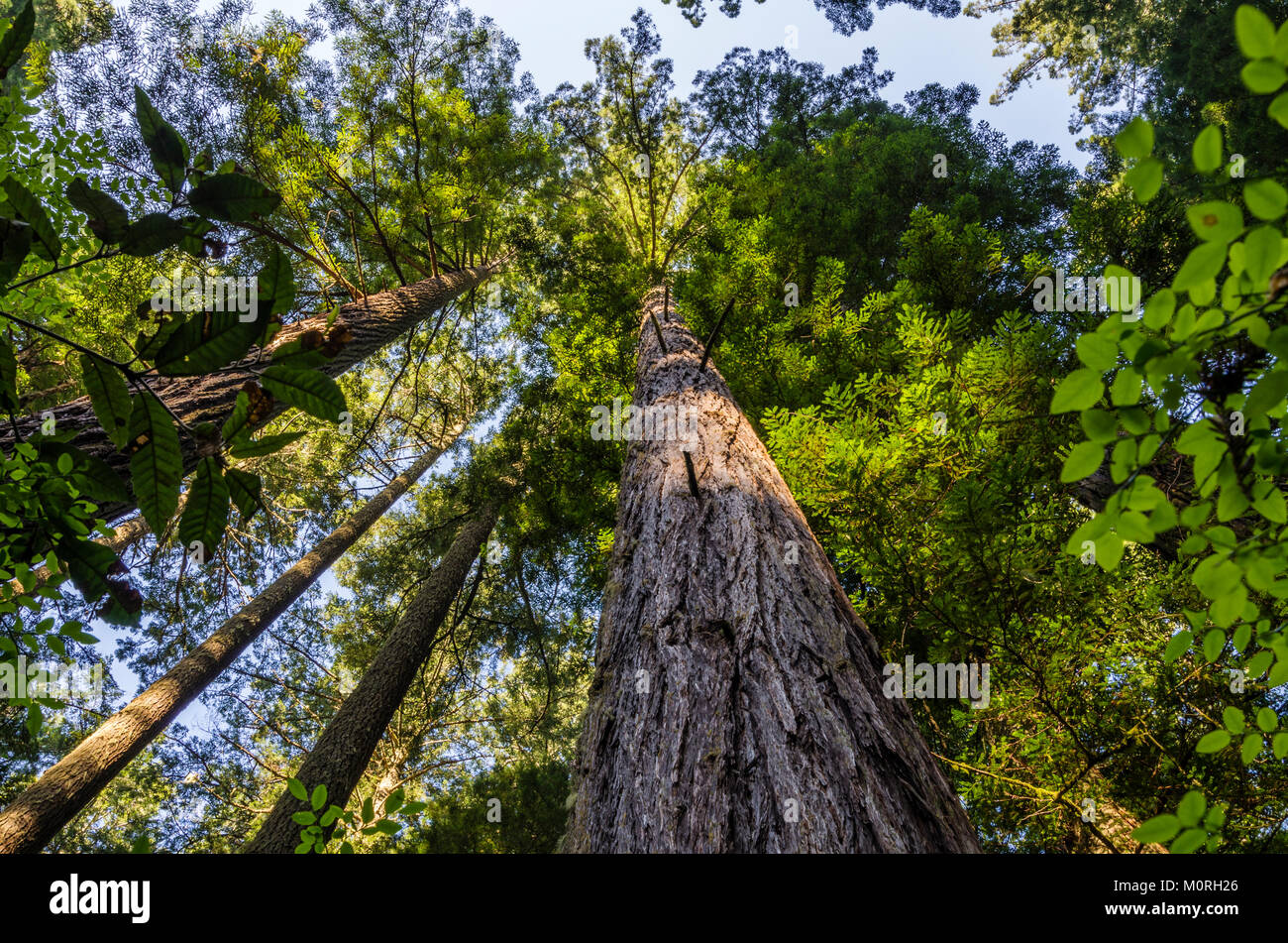Alberi di sequoia, Sequoia sempervirens, in Lady Bird Johnson Grove, California, Stati Uniti d'America Foto Stock