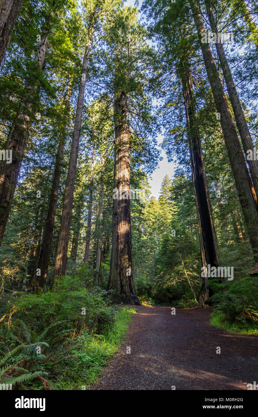Alberi di sequoia, Sequoia sempervirens, in Lady Bird Johnson Grove, California, Stati Uniti d'America Foto Stock