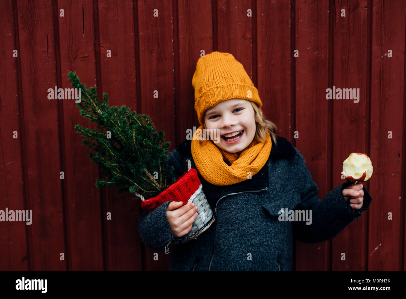Tannenbaum, Weihnachtsbaumplantage, Sachsen, Deutschland, weihnachten, WEIHNACHTSBAUM, Liebesapfel, Schokoapfel Foto Stock