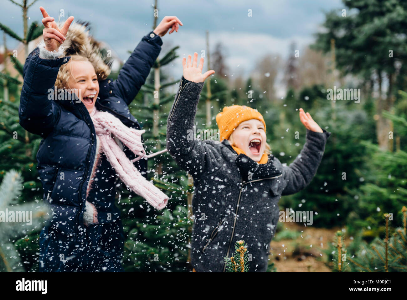 Tannenbaum, Weihnachtsbaumplantage, Sachsen, Deutschland, weihnachten, WEIHNACHTSBAUM, Schnee, Kunstschnee Foto Stock