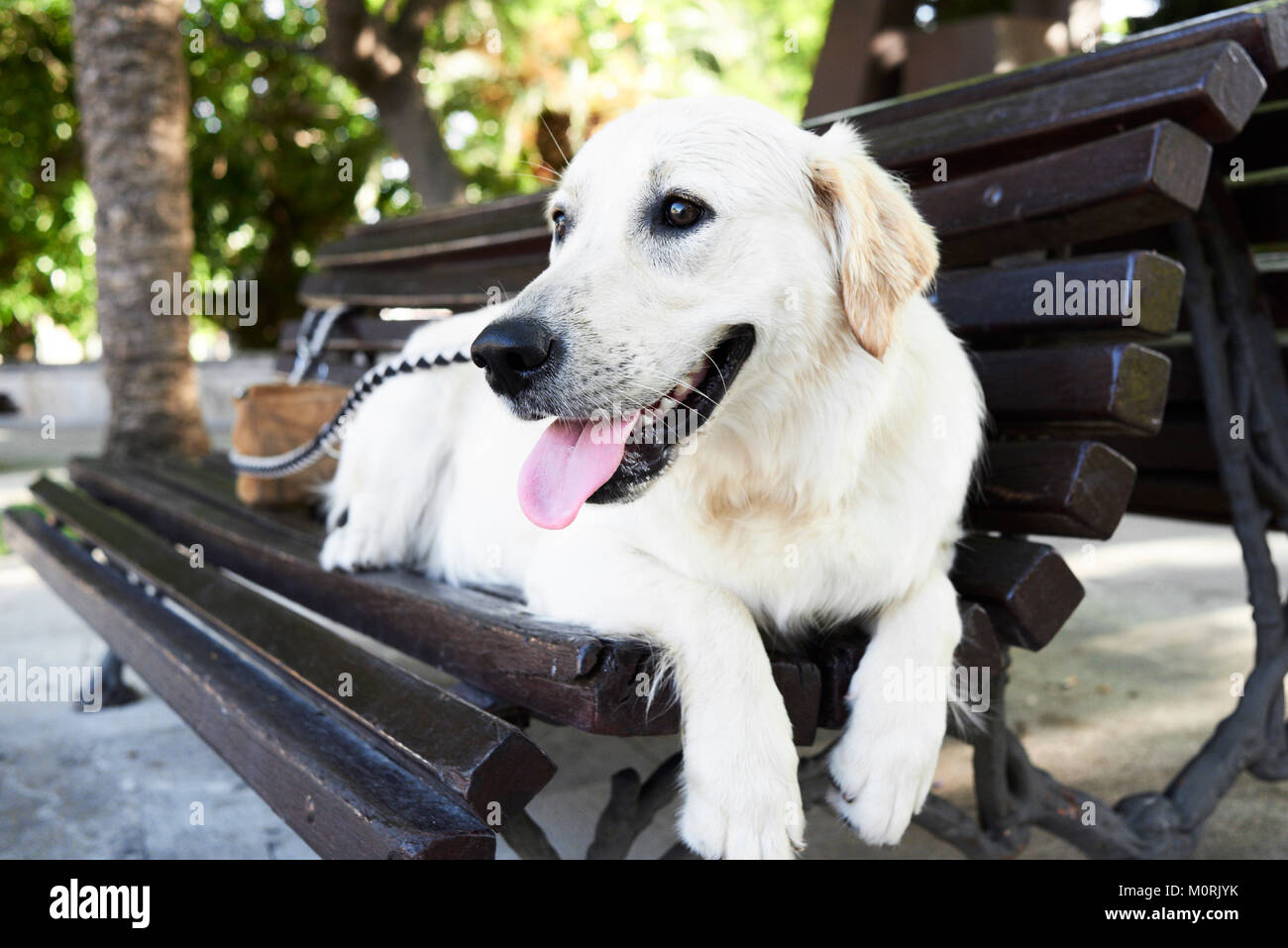 D Oro bianco giacente cane rilassato su una panchina in strada in estate. Foto Stock