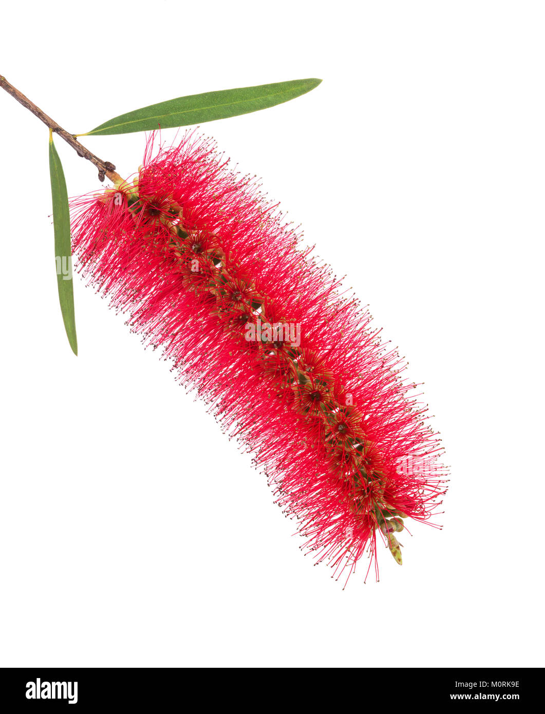 Scovolino da bottiglia. Melaleuca rugulosa o Scarlet scovolino da bottiglia  unico fiore vicino Foto stock - Alamy