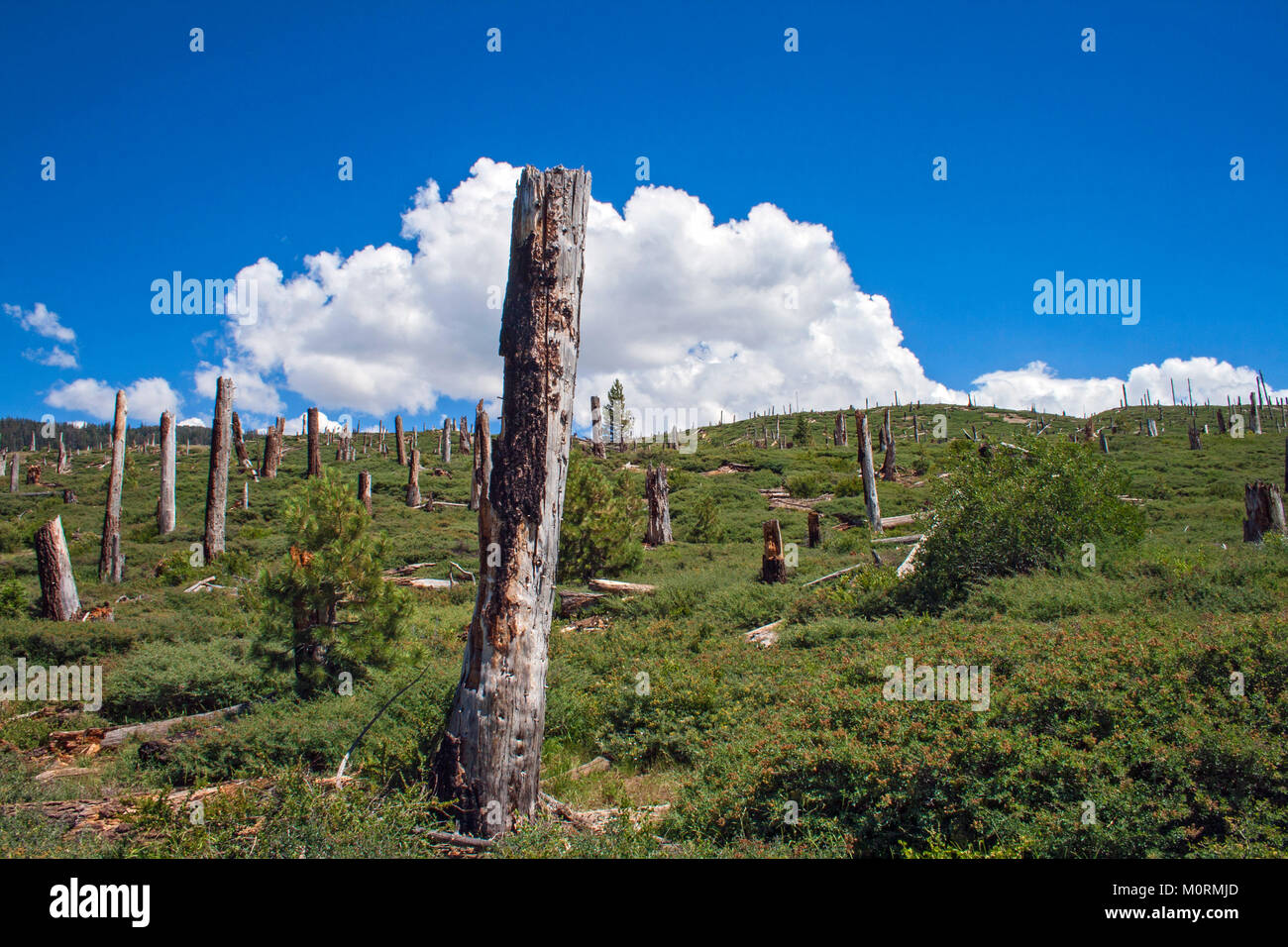 Gli alberi morti da Rainbow fuoco vicino Rainbow Falls, Devils Postpile National Monument, Inyo National Forest, California, Stati Uniti d'America Foto Stock
