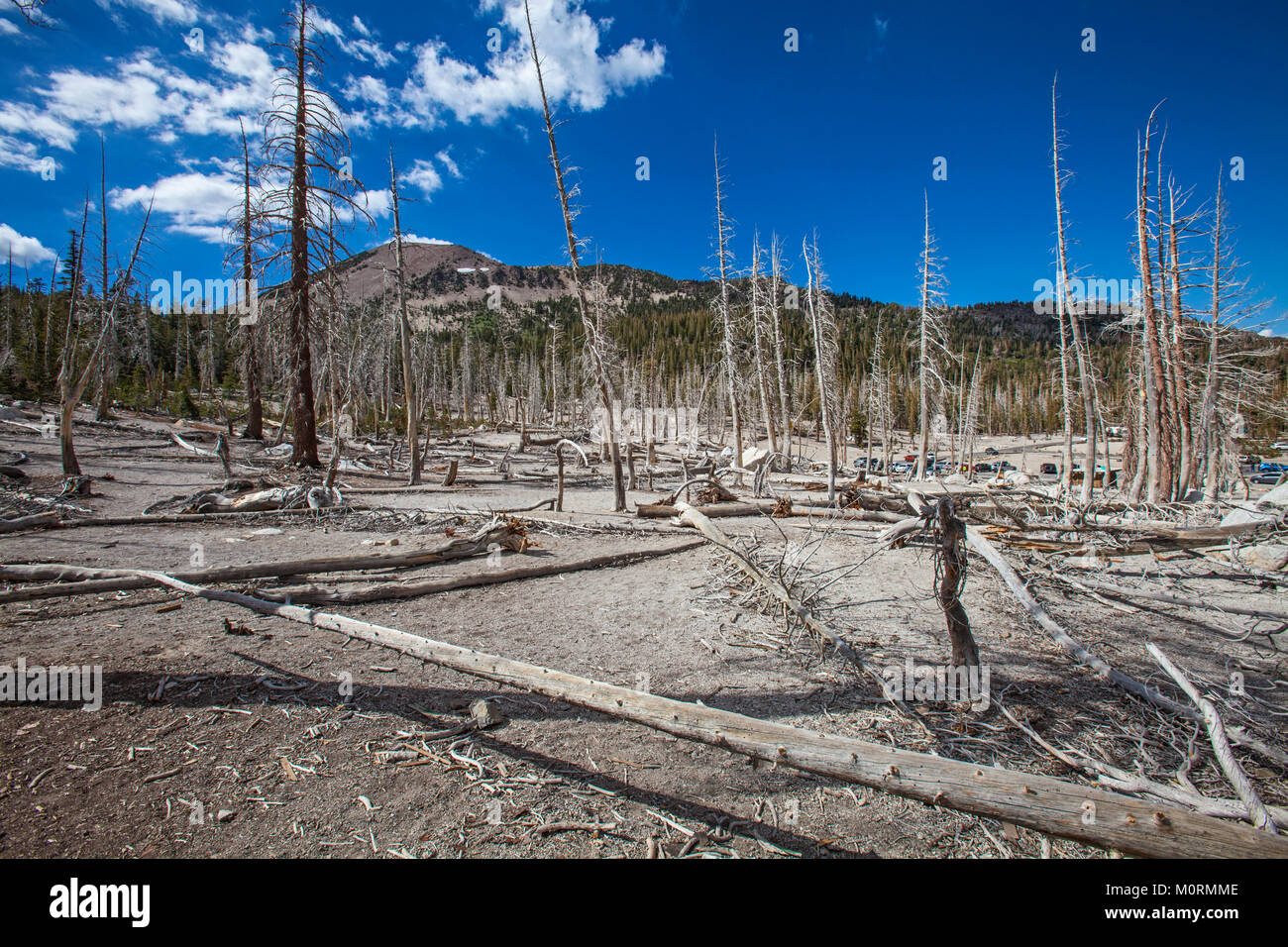 Gli alberi morti intorno al lago a ferro di cavallo. Superiore al normale delle concentrazioni di CO2 sono responsabili per l'uccisione di circa 120 acri di alberi accanto a ferro di cavallo La Foto Stock