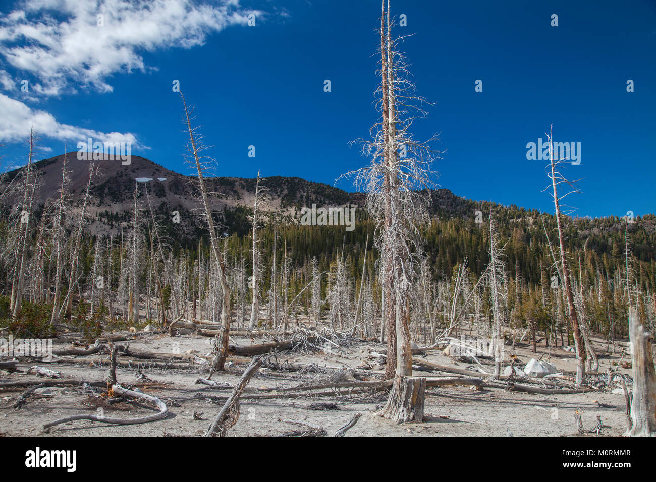 Gli alberi morti intorno al lago a ferro di cavallo. Superiore al normale delle concentrazioni di CO2 sono responsabili per l'uccisione di circa 120 acri di alberi accanto a ferro di cavallo La Foto Stock