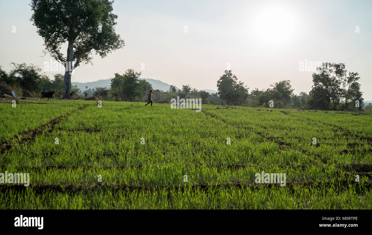Un viaggio fuori di Udaipur da Jaipur come uno scambio di studenti attraverso l India lavora con Seva Mandir carità, questa azienda agricola è cresciuta riso e lenticchie e cotone. Foto Stock