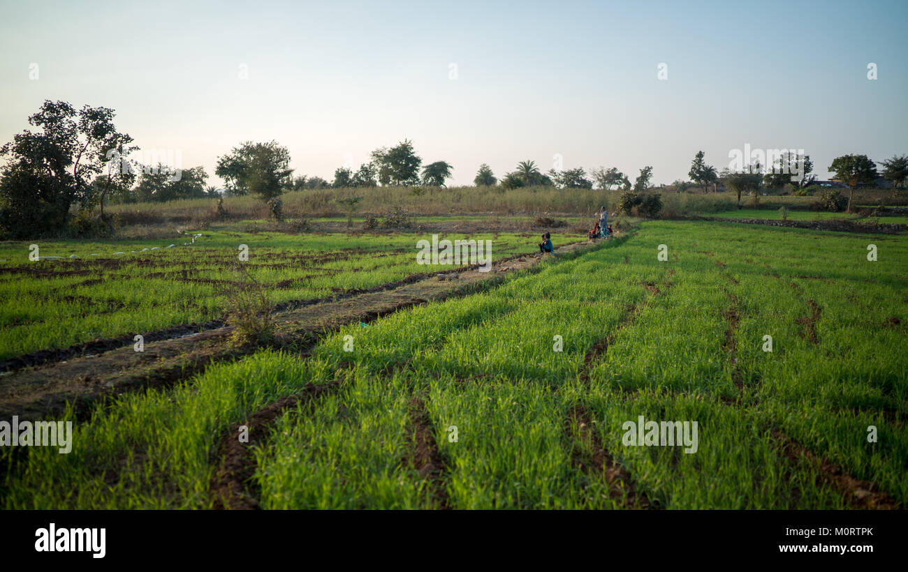 Un viaggio fuori di Udaipur da Jaipur come uno scambio di studenti attraverso l India lavora con Seva Mandir carità, questa azienda agricola è cresciuta riso e lenticchie e cotone. Foto Stock