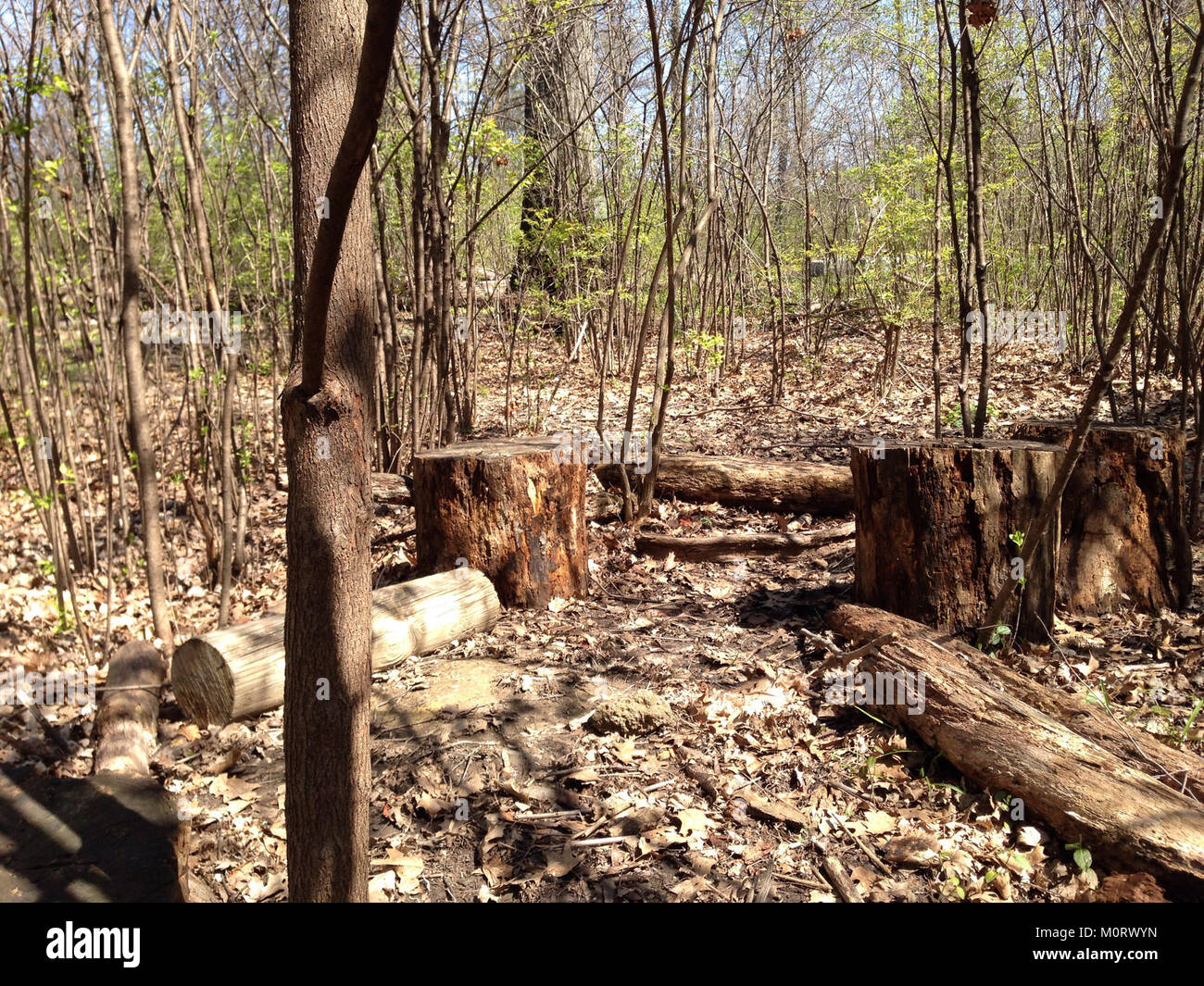 Cardiff Woods Park è un parco pubblico situato a Cardiff, Galles. E' un popolare spazio ricreativo all'aperto, che offre spazi verdi, sentieri per passeggiate e paesaggi naturali per i visitatori durante tutto l'anno. Foto Stock