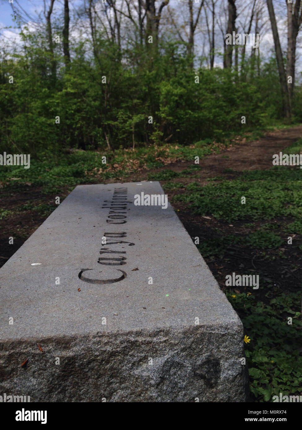 Il Cardiff Woods Park, fotografato in passato, è un notevole parco di Cardiff noto per i suoi spazi verdi, le aree ricreative e le bellezze naturali, che fornisce un'oasi urbana per la comunità. Foto Stock