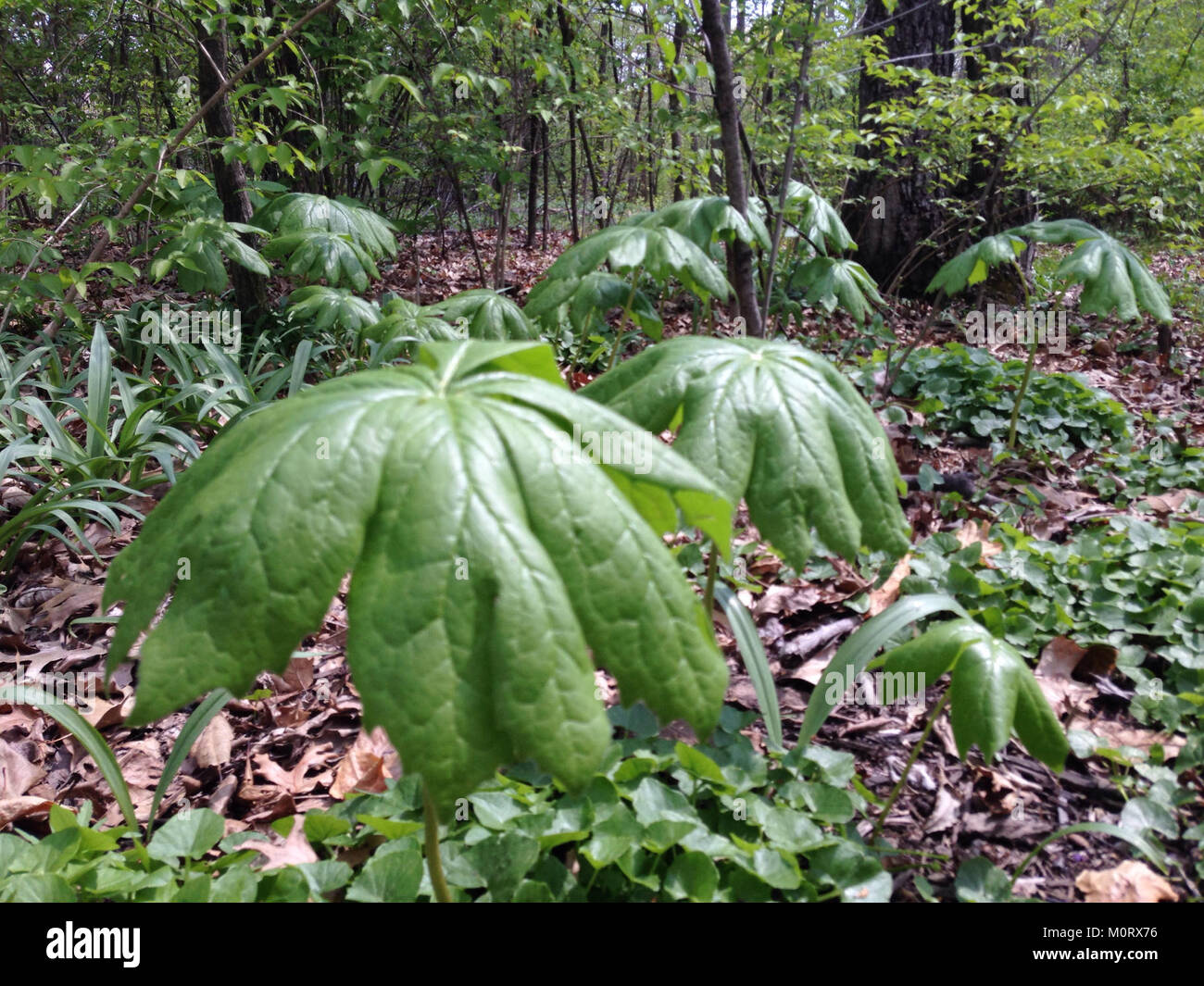 Una vista panoramica del Cardiff Woods Park a Upper Arlington, Ohio, con i suoi spazi verdi e le strutture ricreative. Foto Stock