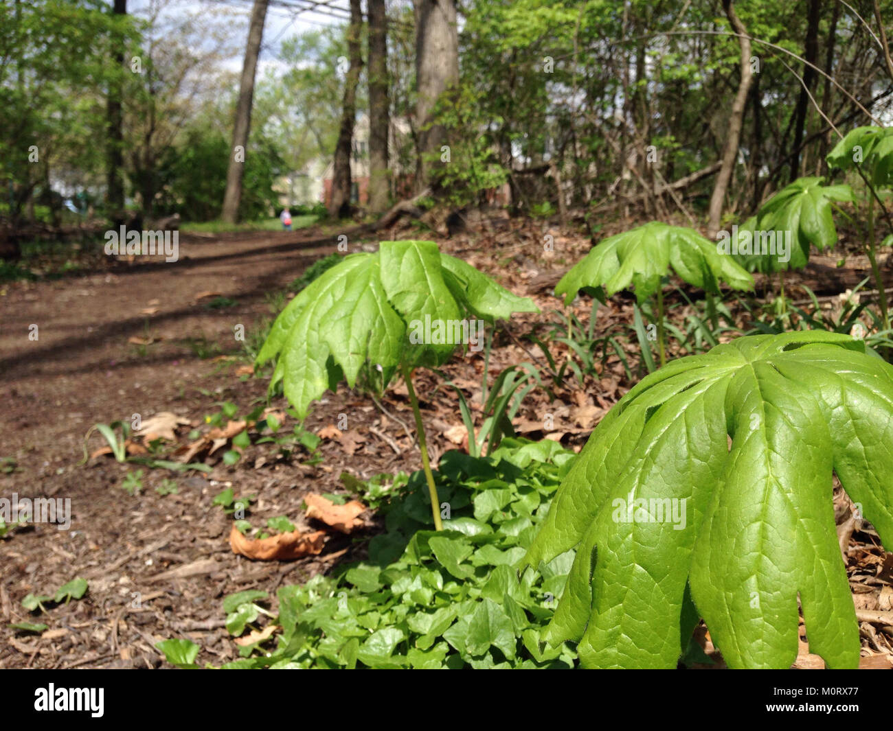 Il Cardiff Woods Park, situato negli Stati Uniti, offre paesaggi naturali e spazi ricreativi per i visitatori. Conosciuto per le sue aree boscose e l'ambiente tranquillo, il parco è un luogo popolare per attività all'aperto come passeggiate, picnic e osservazione della fauna selvatica. Foto Stock