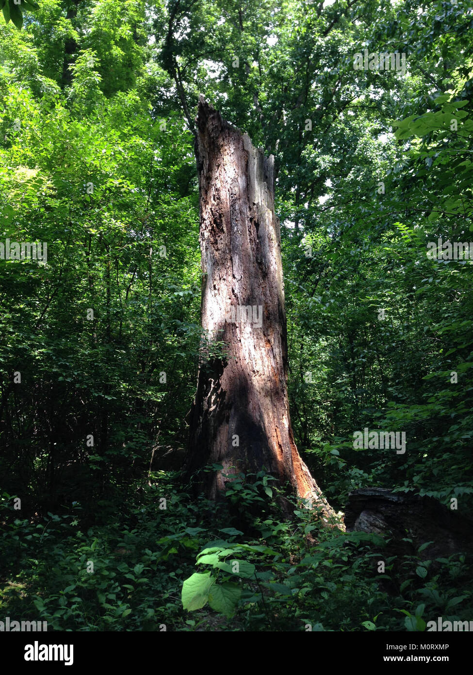Il Cardiff Woods Park è un parco naturale situato a Cardiff, noto per il suo spazio verde, le aree ricreative e le bellezze naturali. È un sito locale per attività all'aperto, che offre passeggiate panoramiche ed esperienze naturalistiche. Foto Stock