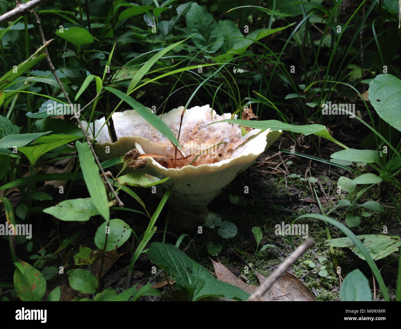 Il Cardiff Woods Park è un parco pubblico situato a Cardiff, noto per il suo ambiente naturale e gli spazi ricreativi. Il parco offre un ambiente tranquillo per attività all'aperto e relax. Foto Stock