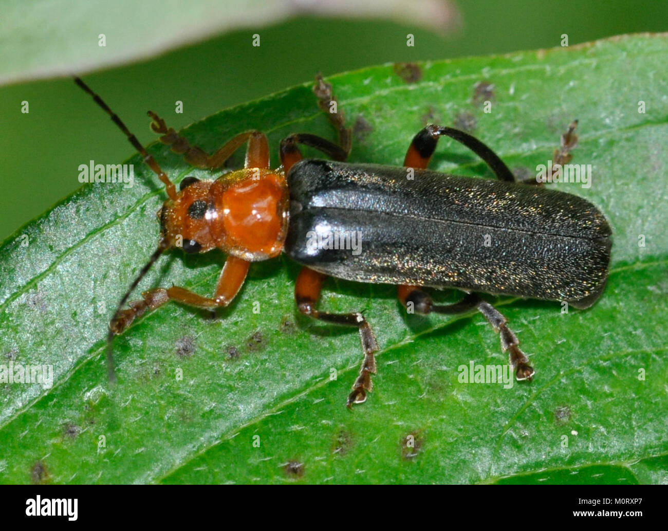 Cantharis livida, comunemente noto come "coleottero verde da soldato", è una specie di coleottero diffusa in Europa e in alcune parti dell'Asia. Nota per il suo colore verde metallizzato, gioca un ruolo nel controllo dei parassiti nutrendosi di afidi e altri piccoli insetti. Foto Stock